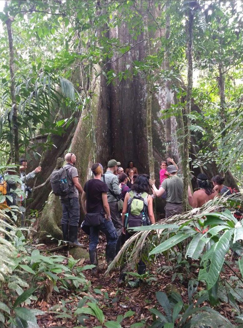 Ceibo gigante y caverna