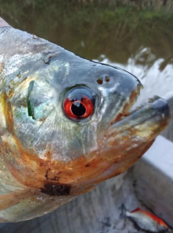 Pesca de pirañas